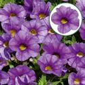 Bild von Calibrachoa P12 Early Blue